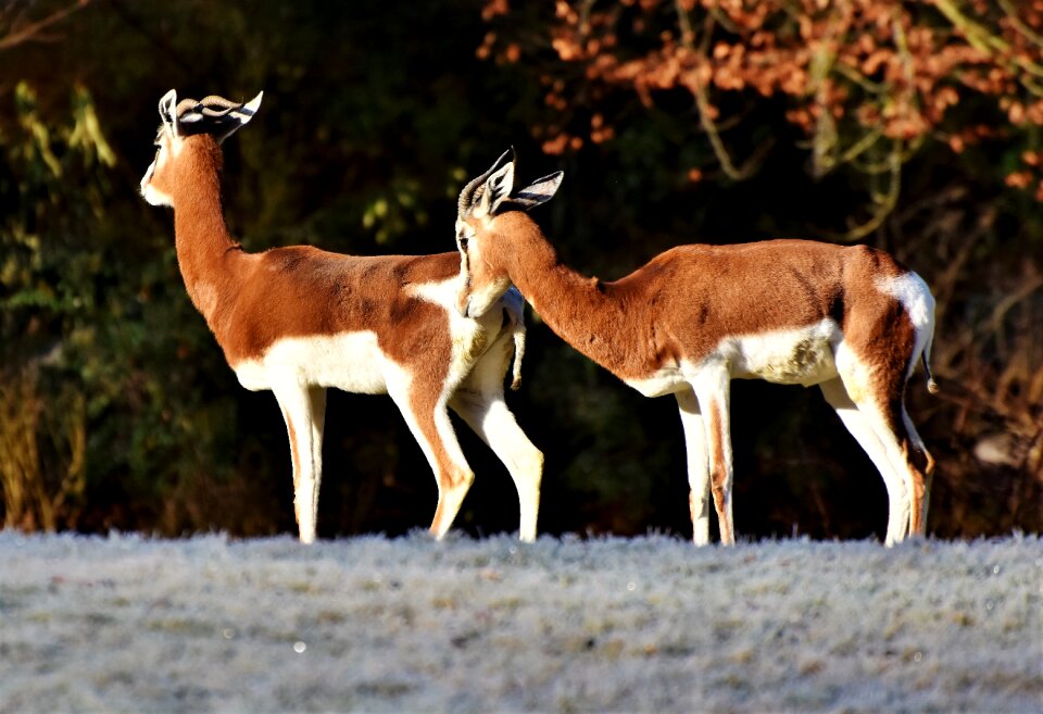 Animal wilderness savannah