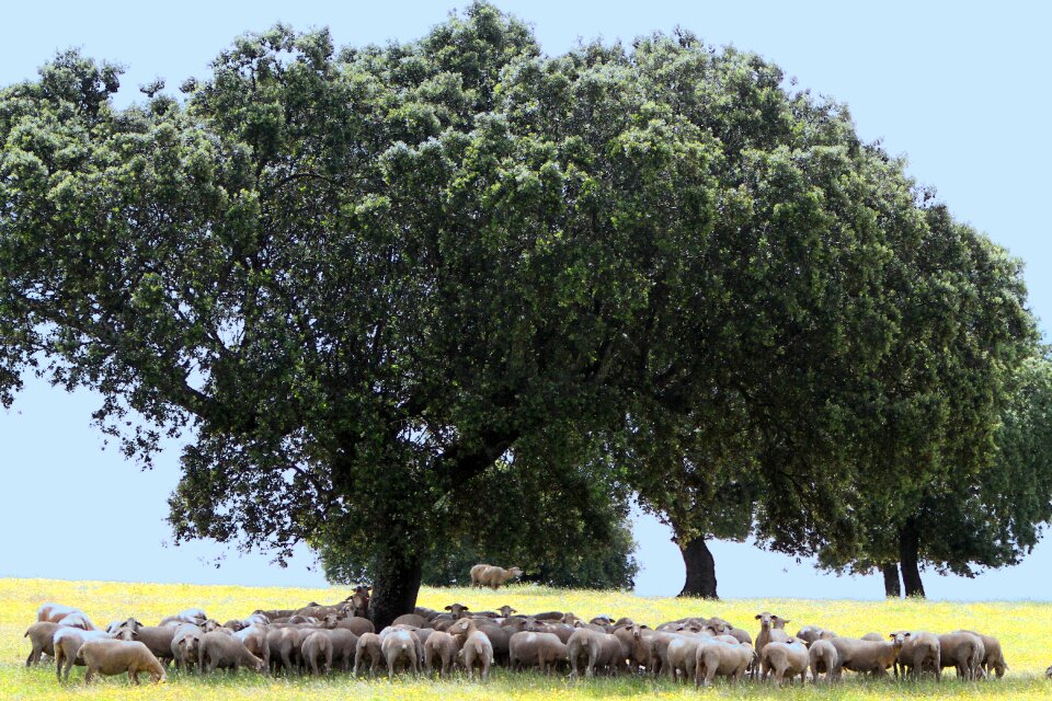 Shade spring grazing