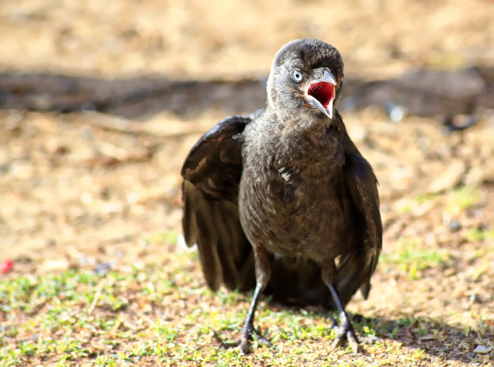 Animal animals ornithology photo