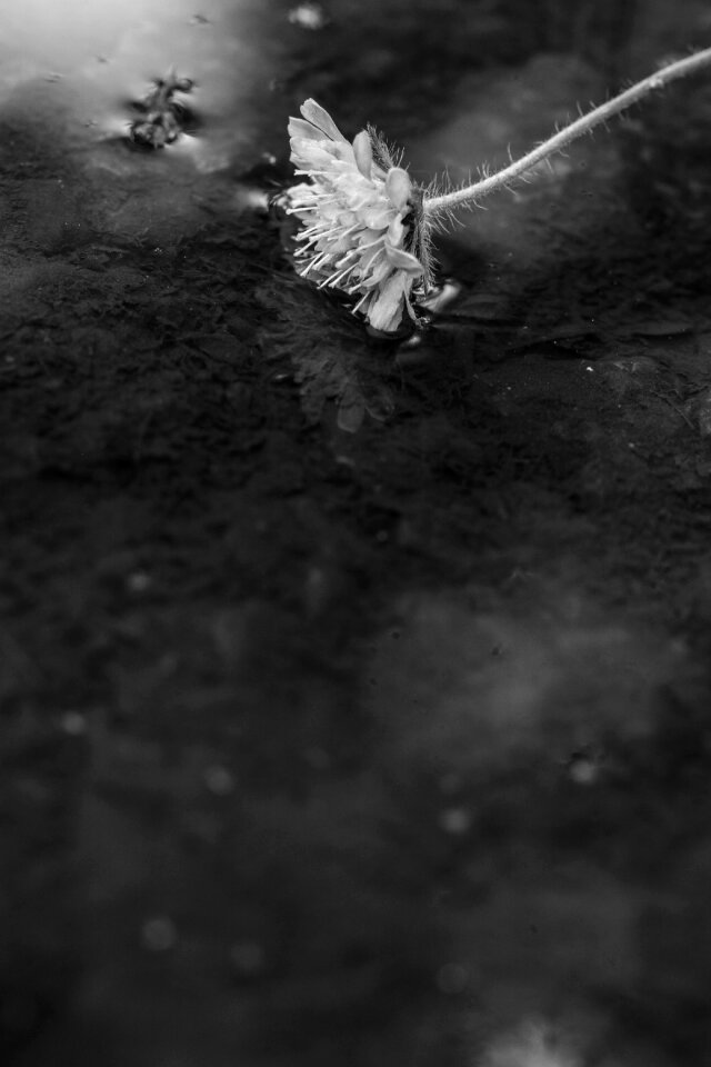 Single flower summer flower nature