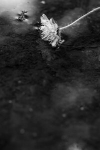Single flower summer flower nature