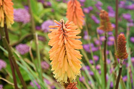 Flower plant summer photo