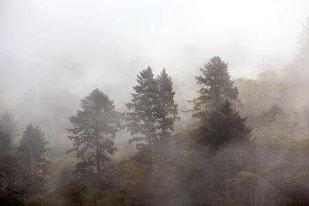 Trees haze fog