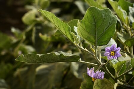 Flower purple lovender
