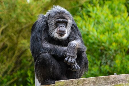 Wildlife ape primate