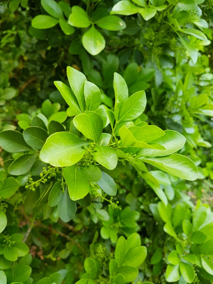 Growth freshness environment