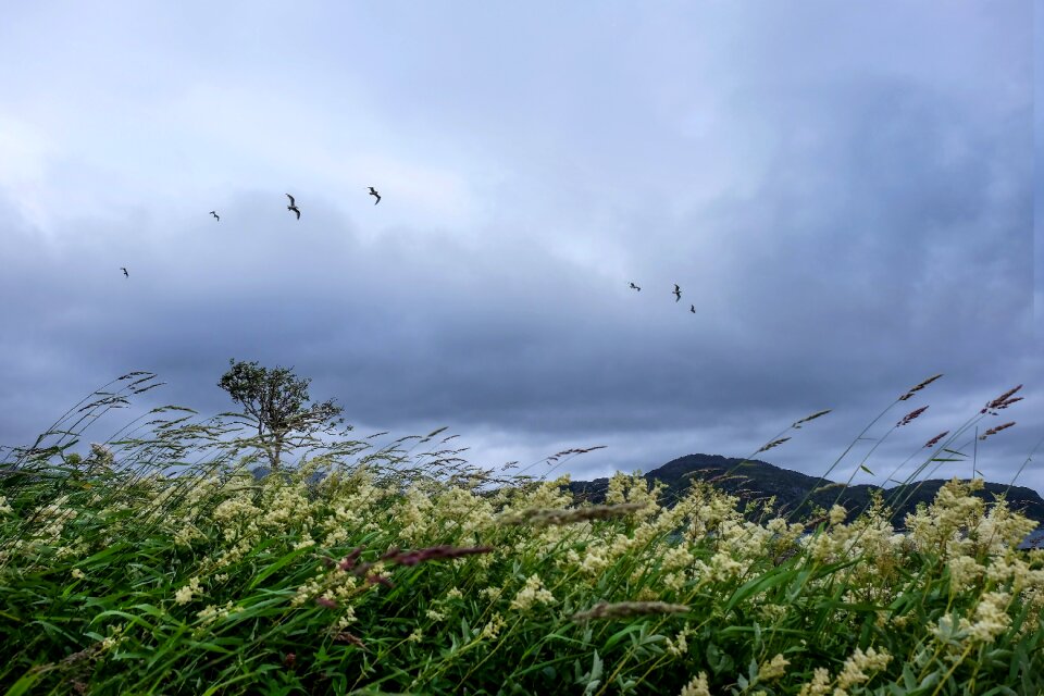 Trees birds clouds