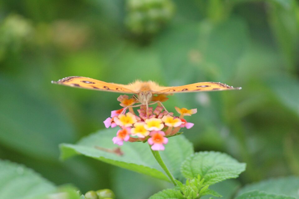 Wings animal takeoff