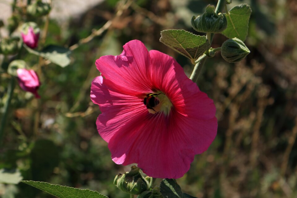 Doga pink roses nature