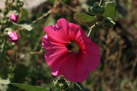 Doga pink roses nature photo