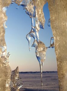 Icicles ice weed photo