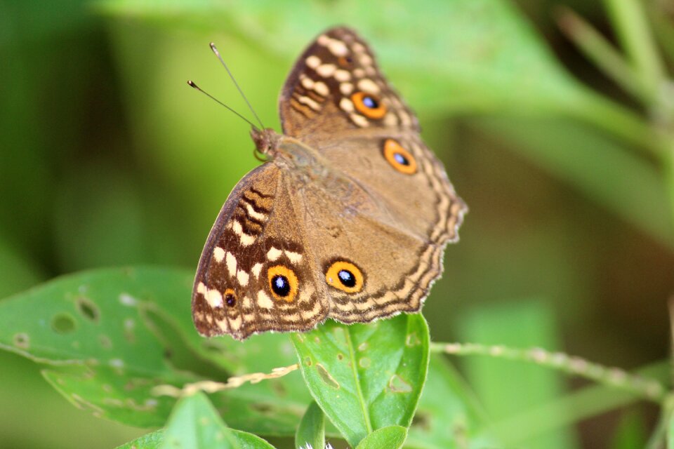 Brown animal colorful