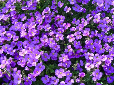 Flowers hall violet flowers