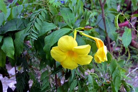 Yellow flower golden trumpet ornamental plant