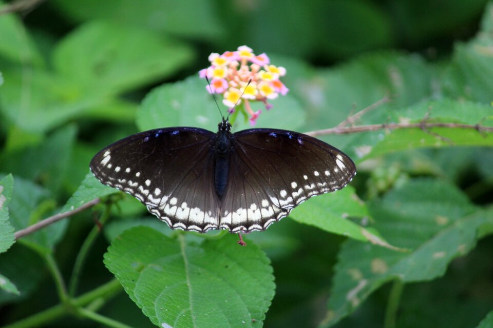 Wings black animal
