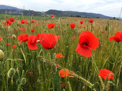 Poppy agriculture barley