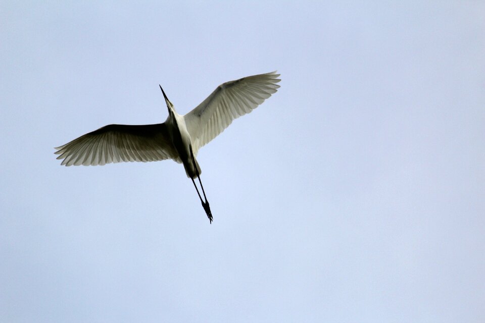 Flight nature animal