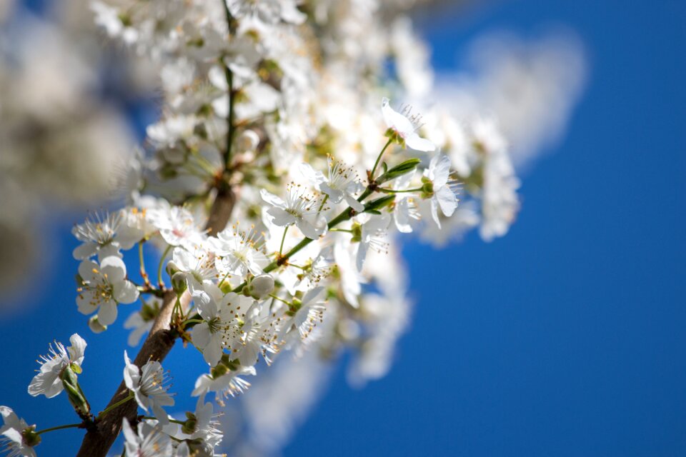 Tree flowers bud