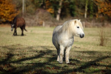 Animal pony nature