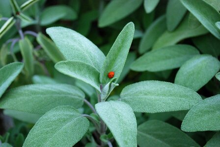 Plant herb ladybug photo
