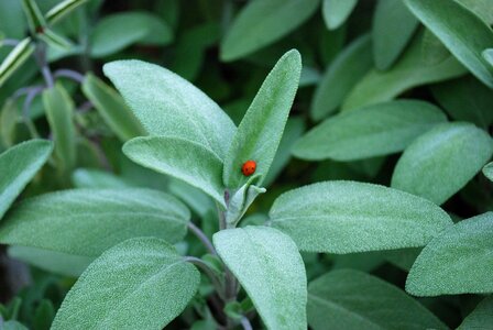 Plant herb ladybug