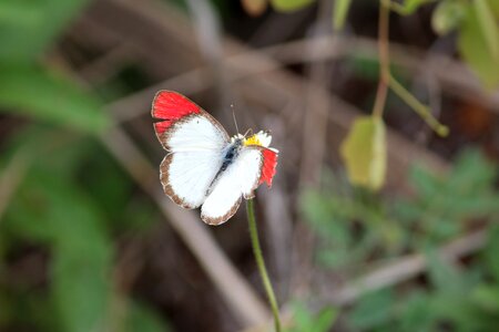 Hurt garden animal
