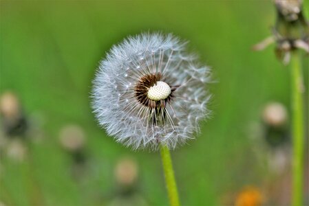 Flower seeds pointed flower