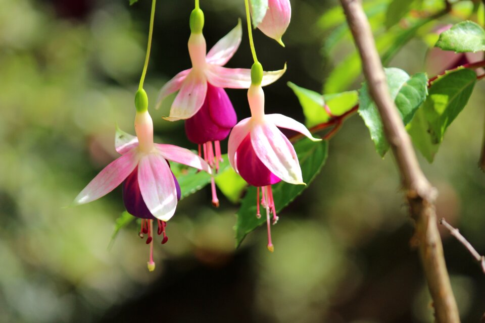 Floral plant blossom