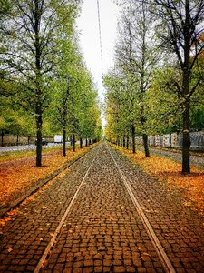 Prague autumn trees