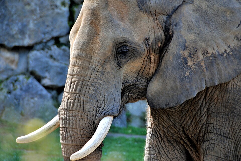 Pachyderm tusks close up