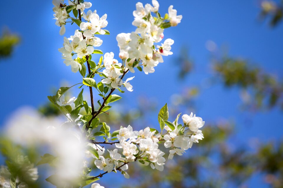 Tree flowers bud