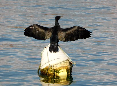 Waterfowl close up wings
