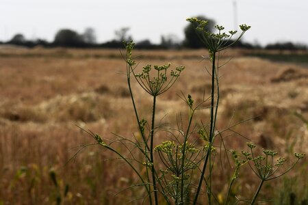 Field flora agriculture