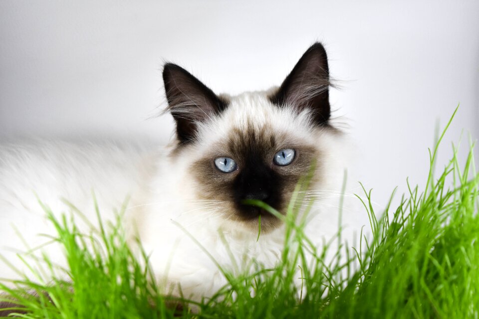 Lawn animals charming