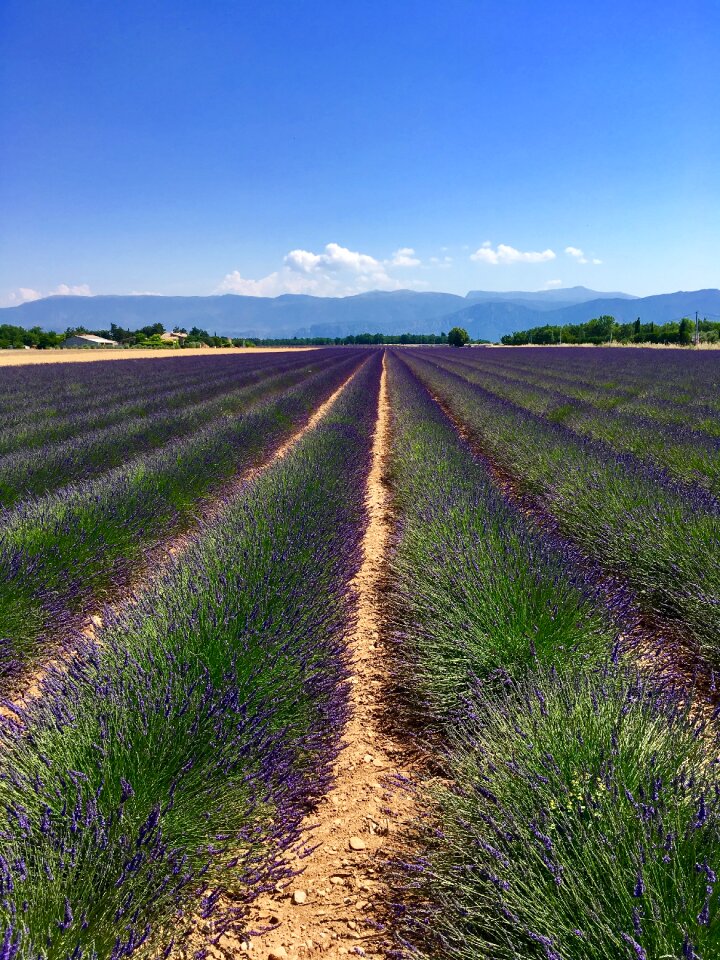 Provence lavender field