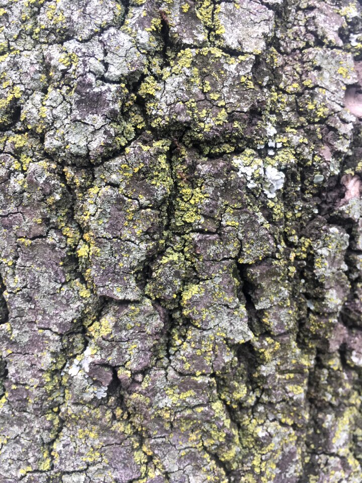 Wood texture nature