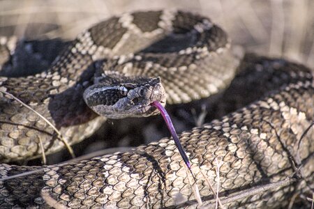 Desert brown desert brown snake