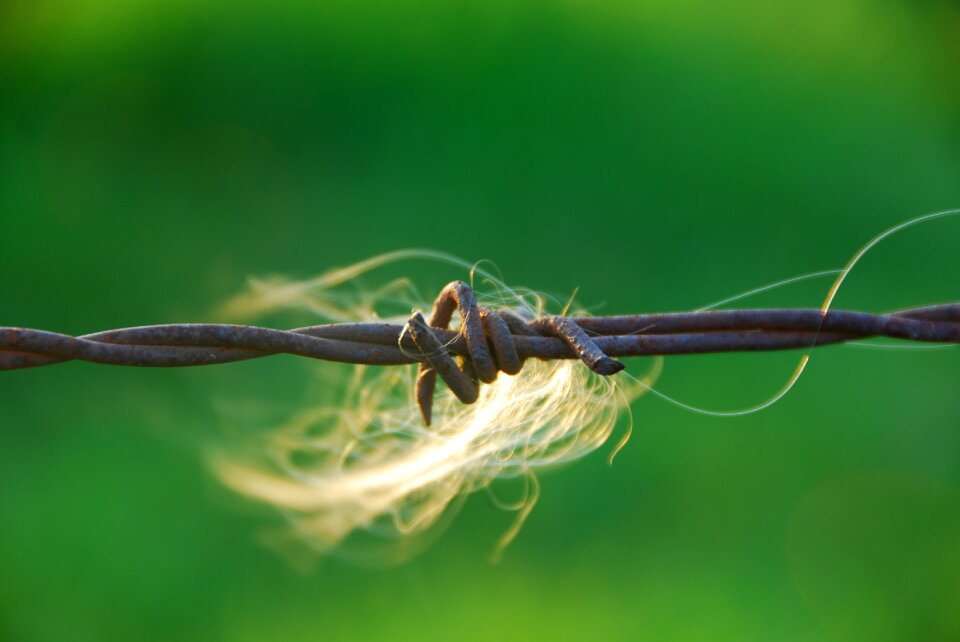 Wire risk pointed