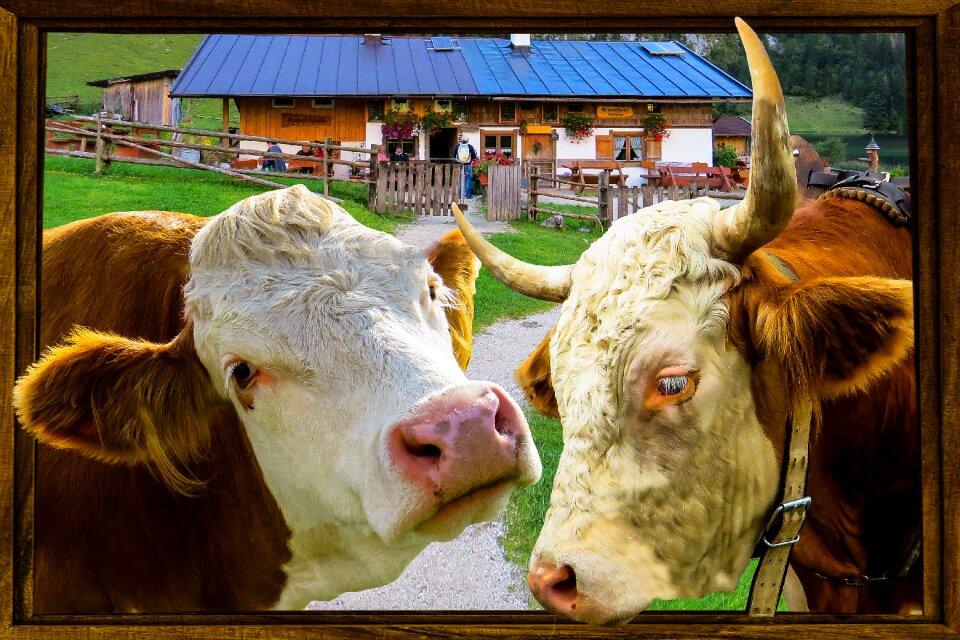 Bull farm agriculture