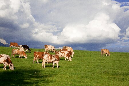 Clouds cow summer