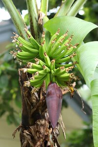 Plant garden fruit