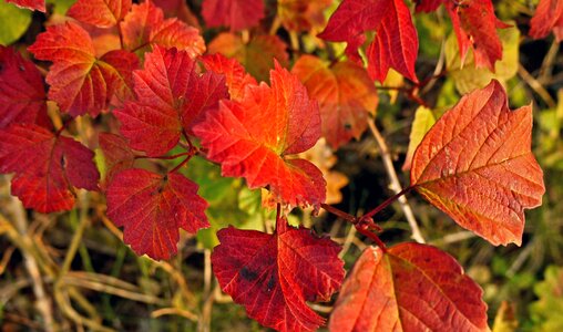 Bright autumn autumn colours photo
