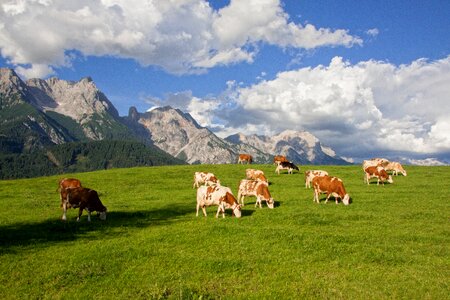 Clouds cow summer