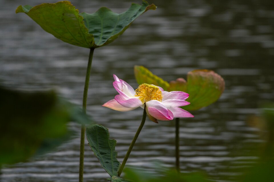 Flowers bright water plants