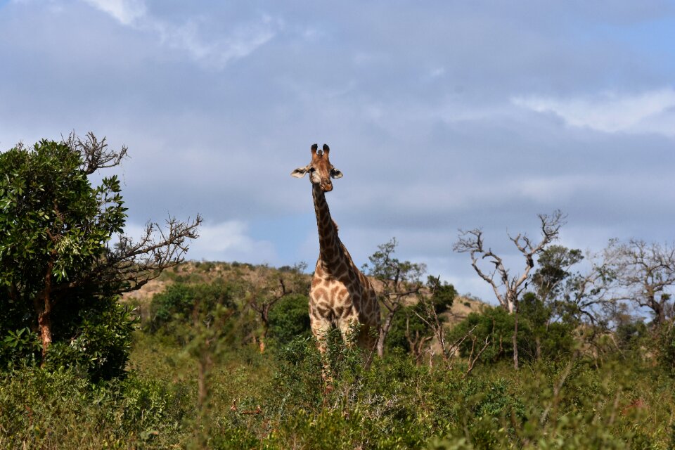 Animal wildlife park