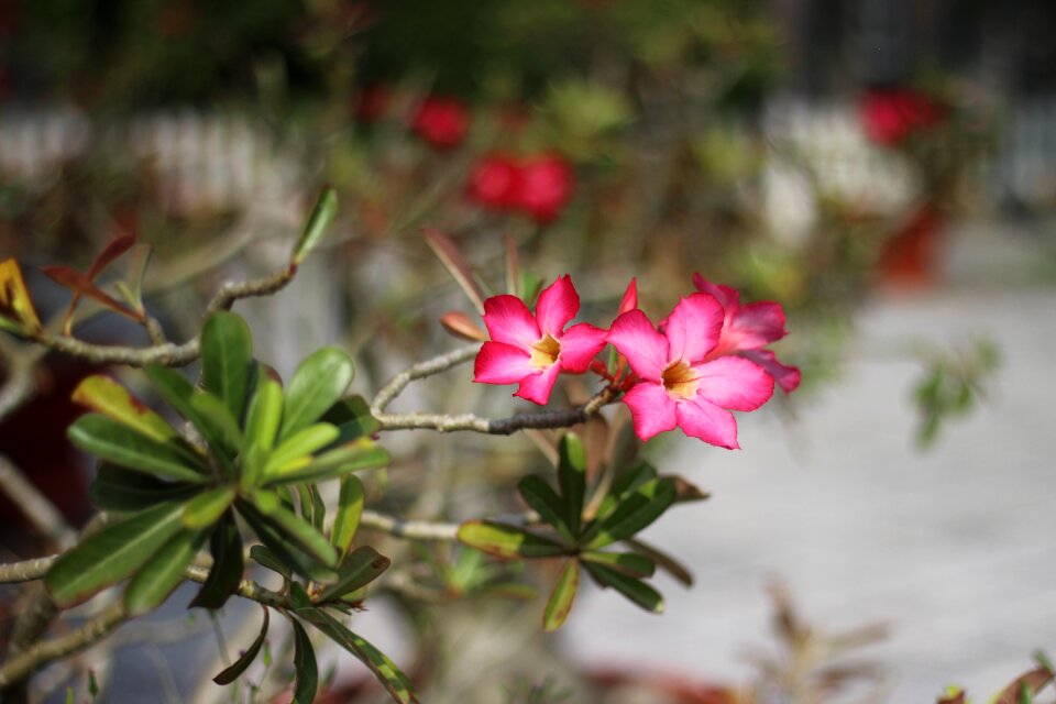 Nature blossom home garden