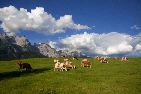 Clouds cow summer photo