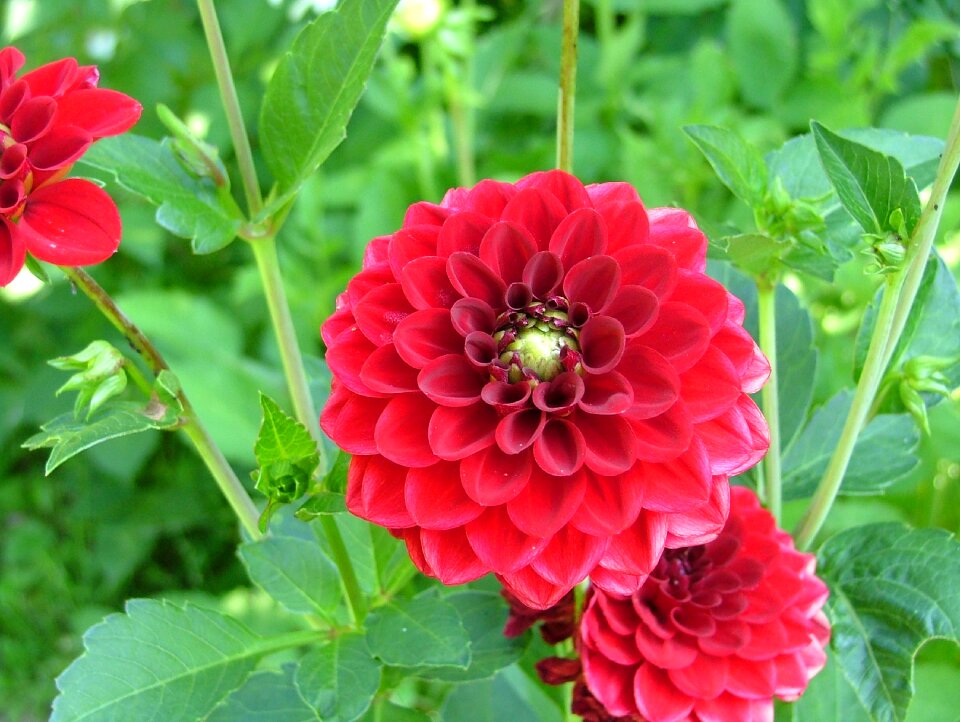 Red dahlia flowering petals red