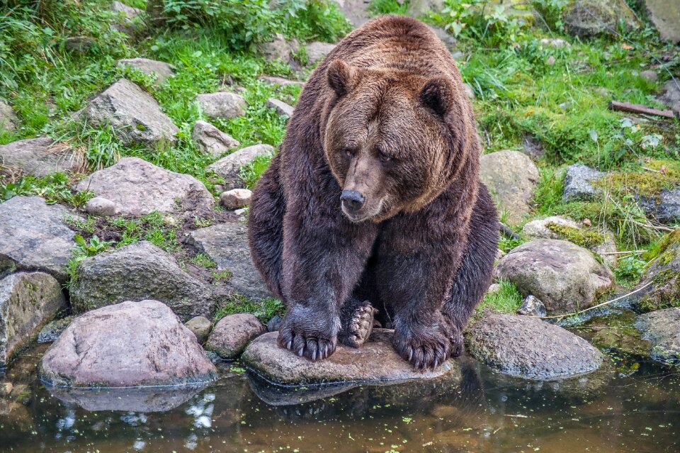 Fur paws eyes water