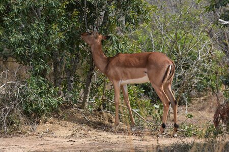 Bushveld animal africa